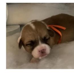 Honey Girl  1 Orange - Red female Pembroke Welsh Corgi puppy in Shelley, Idaho from Whistling Wind Corgi’s