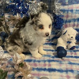 Ms Franklin - Blue merle female Miniature American Shepherd puppy in Garysburg, North Carolina from Schaefer's Miniature American Shepherds