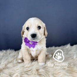 Capri - Cream female Companion Cross puppy in Utah County, Utah from Big Hearted Breeders