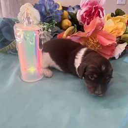 Boy 2 - Chocolate and tan Dachshund puppy in Missoula, Montana from Rocky Mountain Dachshunds