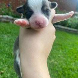 Female 3 - Blue female Pembroke Welsh Corgi puppy in Hueytown, Alabama from AAA Corgis