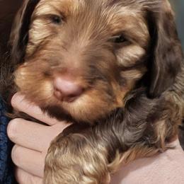 Bernedoodle Puppies from Home Grown Hearts Doodles
