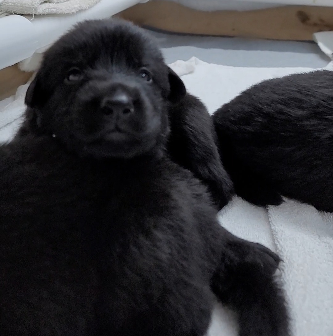 Mystique Light Blue collar - German Shepherd puppy in Bartlett, Tennessee from Vigilant Shepherds