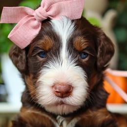 Ophelia Shadow (Reserved) - Phantom female Bernedoodle puppy in Salado, Texas from Red Ranch Dogs