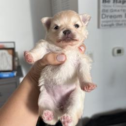 Pomeranian Puppies from Natalia's Pomeranians