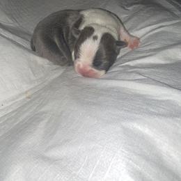 Snowball - Blue female Boston Terrier puppy in Huntington, West Virginia from AKC Moonshine Valley Boston Terriers