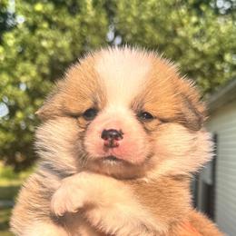 Nacho - Red male Pembroke Welsh Corgi puppy in Griffin, Georgia from Rollnoaks & Cottontail AKC Pembroke Welsh Corgis