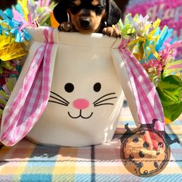 Dachshund Puppies from Doxi Delights