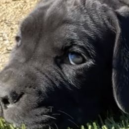 Cane Corso from Dal Deserto Cane Corso