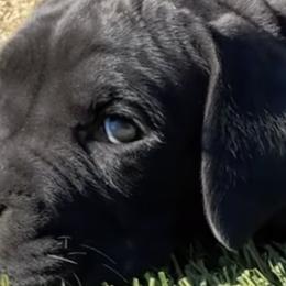 Cane Corso from Dal Deserto Cane Corso