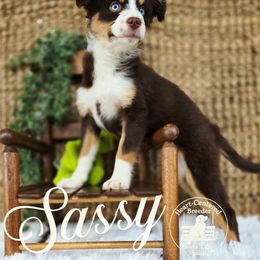 Sassy - Red tri female Miniature Australian Shepherd puppy in Ennis, Texas from God’s Little Aussies