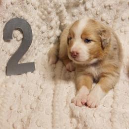 Australian Shepherd Puppies from Cooper Ridge Aussies
