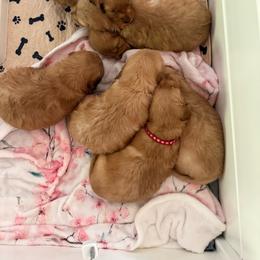 Pick 1-5 girl - Dark golden female Golden Retriever puppy in Huntington Beach, California from Beach Cities Golden Retrievers