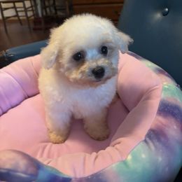 Blue - White male Bichon Frise puppy in Danville, Illinois from Whitecreek