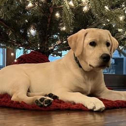Labrador Retrievers from Trust in the Lord Labradors
