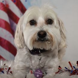 Maltipoos and Poodles from Collier's Canines
