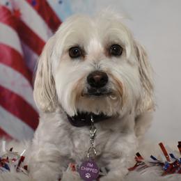 Maltipoos and Poodles from Collier's Canines