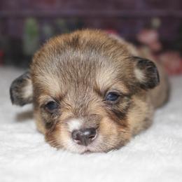 Caramel - Sable male Pembroke Welsh Corgi puppy in Washington from Castle View Royal Rumps