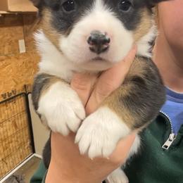 Midnight - Black and tan male Pembroke Welsh Corgi puppy in Canton, Texas from Circle M Corgis
