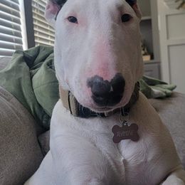 Bull Terriers from Shotgun B.T.