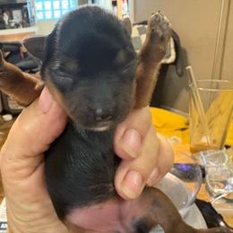 Starry Wells - Black and gold female Yorkshire Terrier puppy in Phoenix, Arizona from Coursey’s Yorkies
