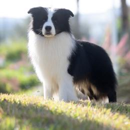 Border Collies from JoyLee Border Collies