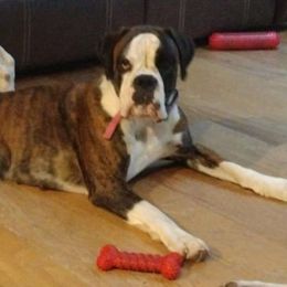 ANA - Boxer