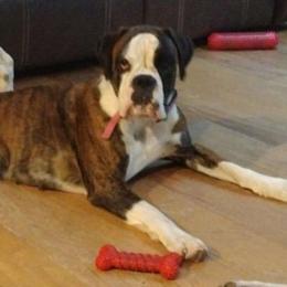 ANA - Boxer