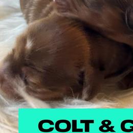 Colt - Dapple male Dachshund puppy in Staley, North Carolina from Langley Farms Dachshunds