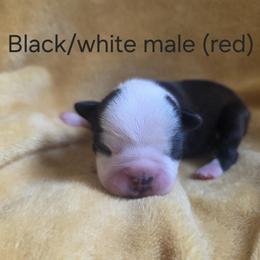 Red Boy - Black and white male Boston Terrier puppy in Goodview, Virginia from Precious Bostie's