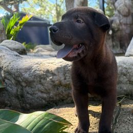 Brittney - Black female Chinese Shar-Pei puppy in Florida from Beachside Kennels