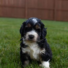 Fez - Tri-color male Bernedoodle puppy in Fishers, Indiana from Fishers Bernedoodles