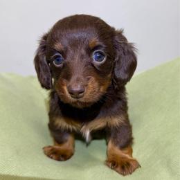 Sophia- 2900 - Chocolate and tan female Dachshund puppy in Arab, Alabama from Cantrell’s Dachshund Den