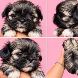 Lulu - Sable female Shih Tzu puppy in Modesto, California from Debbie's Darling Shih Tzus