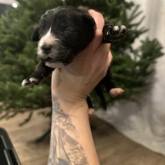 Girl 1 - female Golden Mountain Dog puppy in Montrose, Michigan from Spraggins Sweet Acres