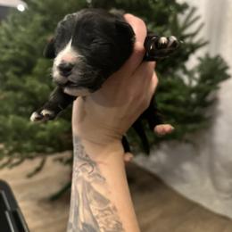 Girl 1 - female Golden Mountain Dog puppy in Montrose, Michigan from Spraggins Sweet Acres