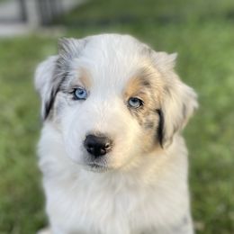 Australian Shepherd Puppies from Bedtime Story Australian Shepherds