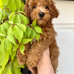 Poodle Puppies from Red Mini Poodles AZ