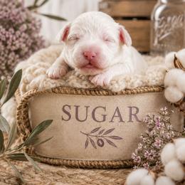 Sugar (Purple) - Black and white female Aussiedoodle puppy in Byron, Georgia from Southern Olive Doodles 🫒