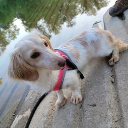 Goose - Dachshund