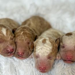 Goldendoodle Puppies from ZaraDoodles