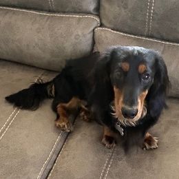 Dachshunds from Daisy Dachshunds