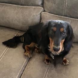 Dachshunds from Daisy Dachshunds