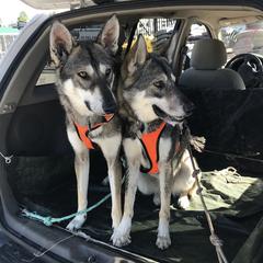 Tamaskans from Raven’s Wood Tamaskans