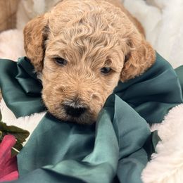 Bruce - Apricot male Goldendoodle puppy in Aurora, Illinois from Chicago Goldendoodles