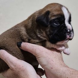 Semi Flashy fawn - Fawn Boxer puppy in Buffalo, Wyoming from Jtbuckingham Boxers