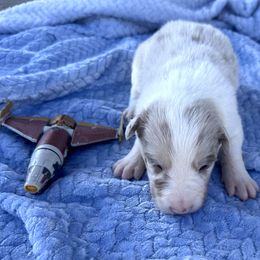 Yoda - Lilac merle male Border Collie puppy in Keller, Texas from Bordercollieblues