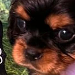 Cavalier King Charles Spaniels from Lone Star Companion Cavaliers