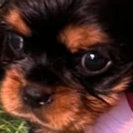 Cavalier King Charles Spaniels from Lone Star Companion Cavaliers