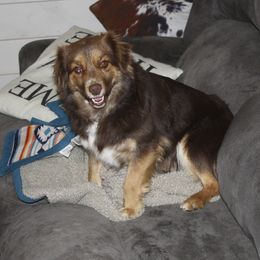Lady - Toy Australian Shepherd